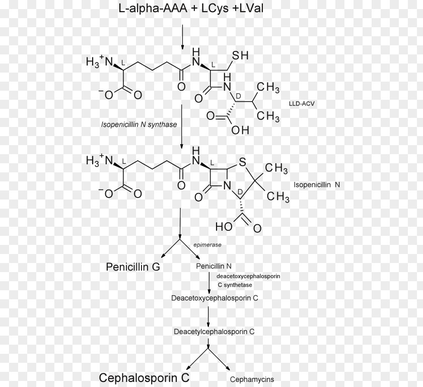 Antibiotic Isopenicillin N Synthase Biosynthesis Benzylpenicillin Cephalosporin PNG