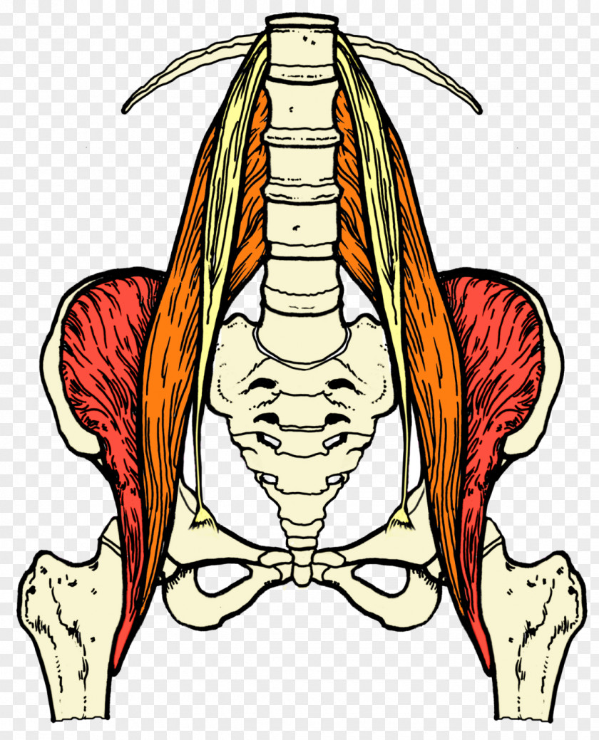 Back Pain Sciatica Sciatic Nerve Lumbar Muscle PNG