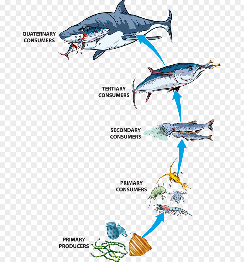 Bioreactor Pictogram Food Chain Web Ecosystem Stock Photography Ocean PNG