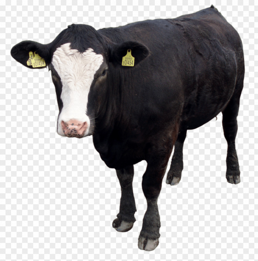 Black Cow Image Download Picture Jersey Cattle Normande Zebu The Coffee Co PNG
