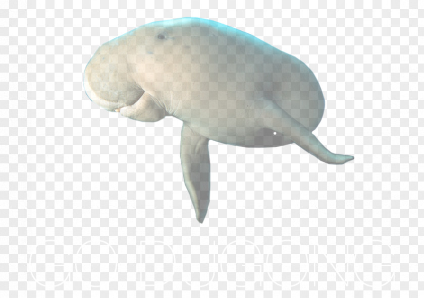 Dugong Go Sea Cows Dreamy PNG