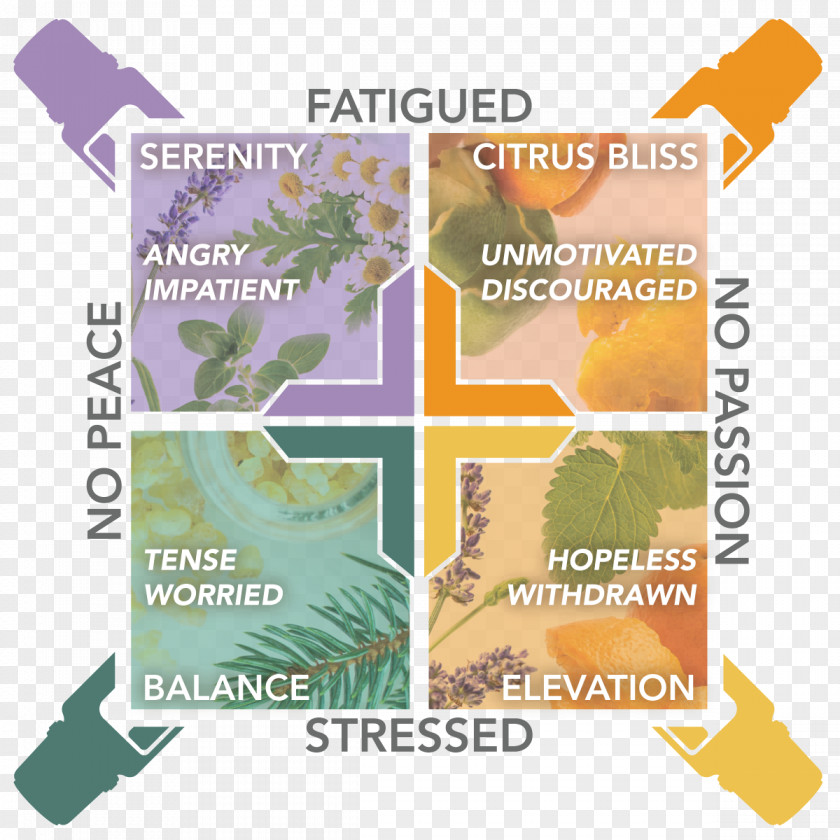 Essential Oils And Their Uses Chart Oil Sweet Scented Geranium Aroma Compound Emotion PNG