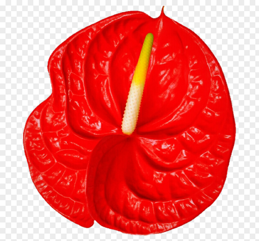 Laceleaf Flower Fruit PNG