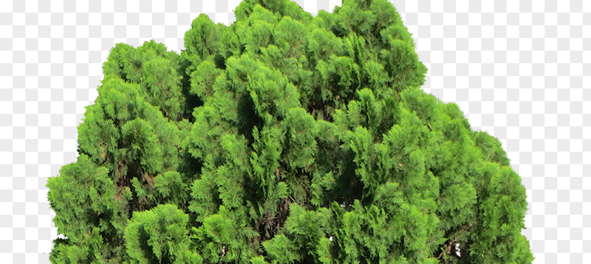 Spire Arborvitae Tree Oriental Arbor-vitae Cupressus Evergreen Shrub Pine PNG