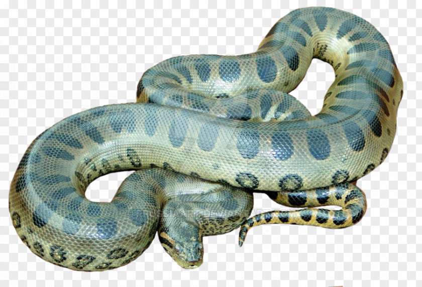 Anaconda Snake Green Clip Art PNG
