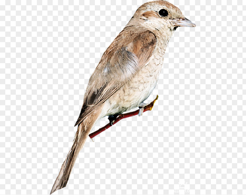 Bird House Sparrow Common Nightingale American Sparrows PNG