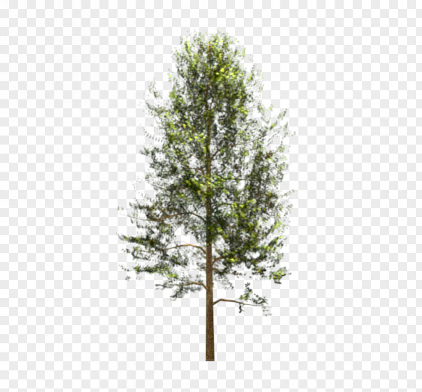 Mimosas Bamboo Forest Tree Woody Plant PNG