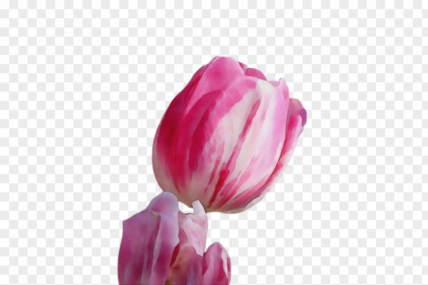 Plant Stem Cut Flowers Tulip Bud Petal PNG