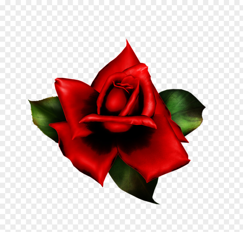 Garden Roses Cut Flowers Petal PNG