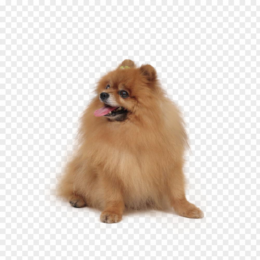 Golden Retriever Dog Pomeranian Pet Cat Crate Puppy PNG