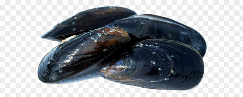 Mussel Oyster Clam Seafood PNG