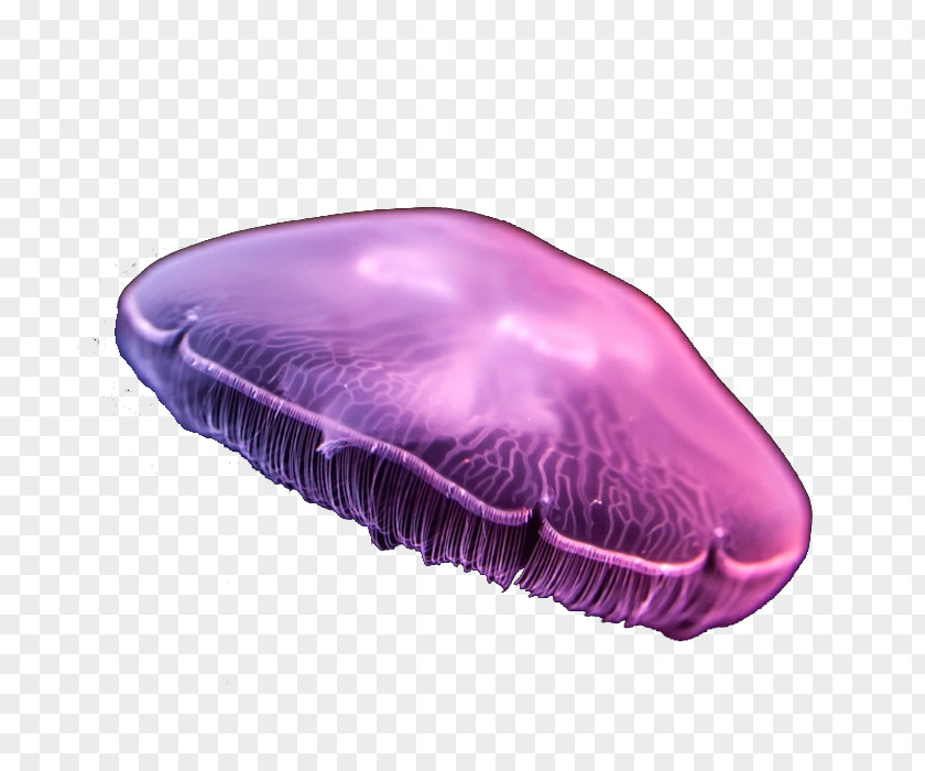 Dream Purple Moon Jellyfish Aurelia Aurita PNG