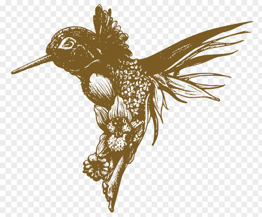 Flower Hummingbird Drawing Image PNG