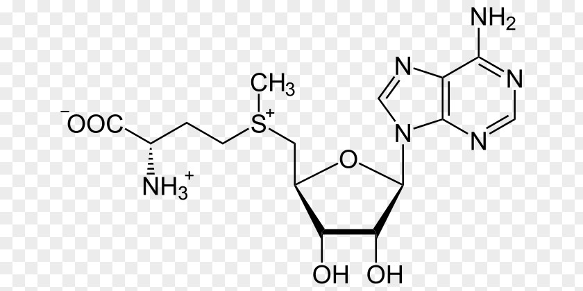 S-Adenosyl Methionine S-Adenosyl-L-homocysteine Sulfonium Methyltransferase PNG