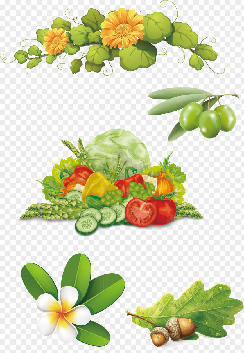 Vector Olive Vegetables Frangipani Flower Vine Acorns Clip Art PNG