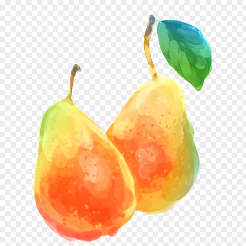 Watercolor Pear Vector Material Pyrus Xd7 Bretschneideri Painting Auglis PNG