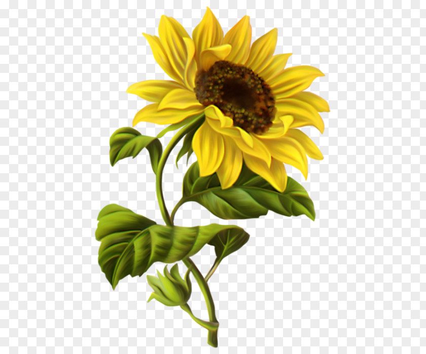 Design Drawing Common Sunflower Watercolor Painting Sketch PNG