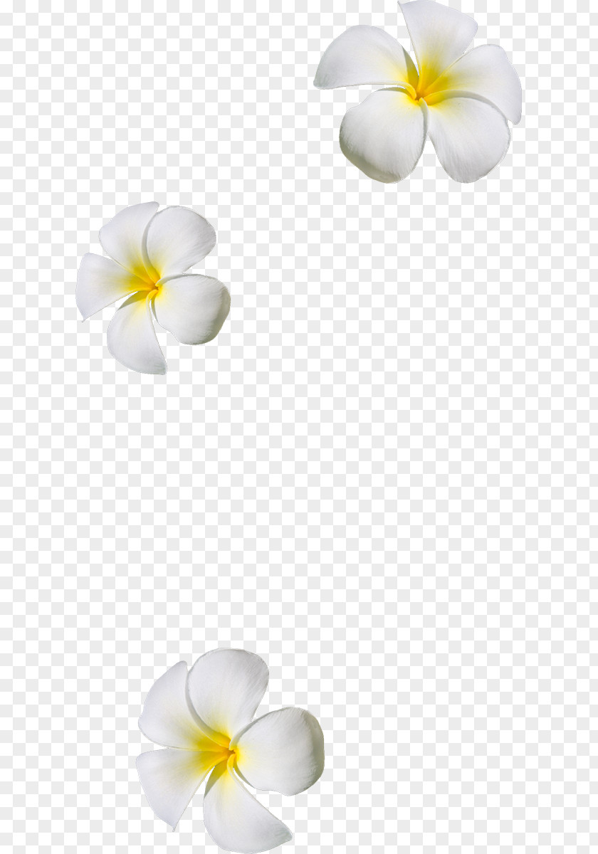 Flower Petal Clip Art PNG