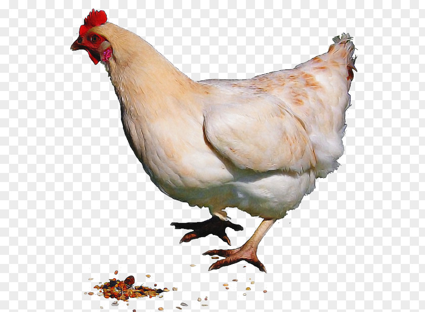 Livestock Poultry Chicken Bird Rooster Fowl Beak PNG
