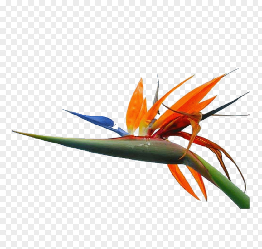 Oiseau Les Arcs Macaw Orange S.A. Plant Stem Feather PNG