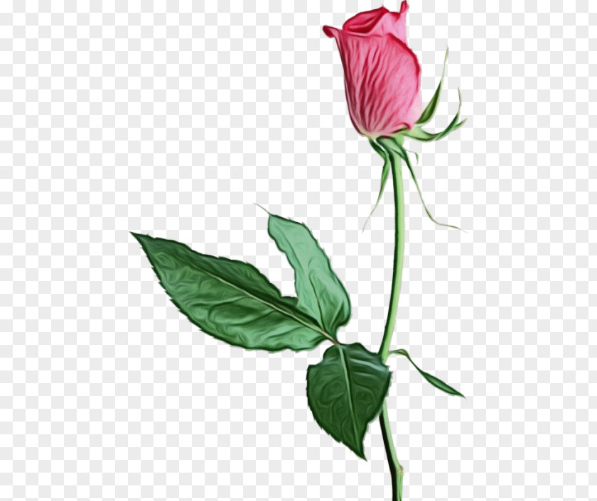 Plant Stem Rose PNG
