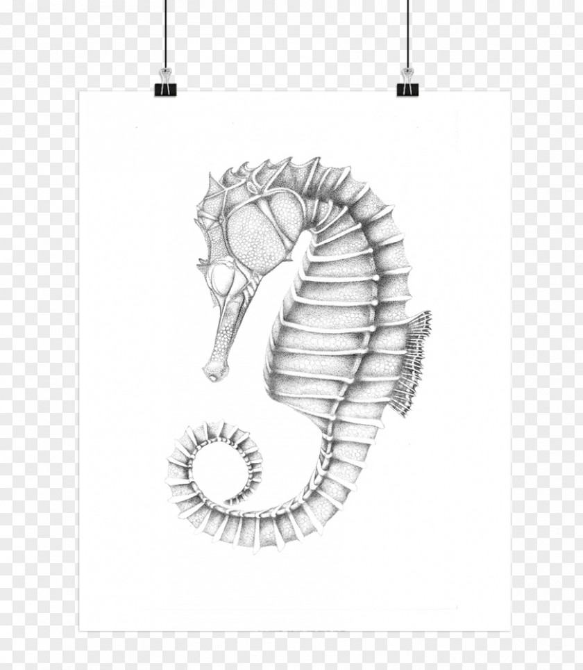 Seahorse Poster Text PNG