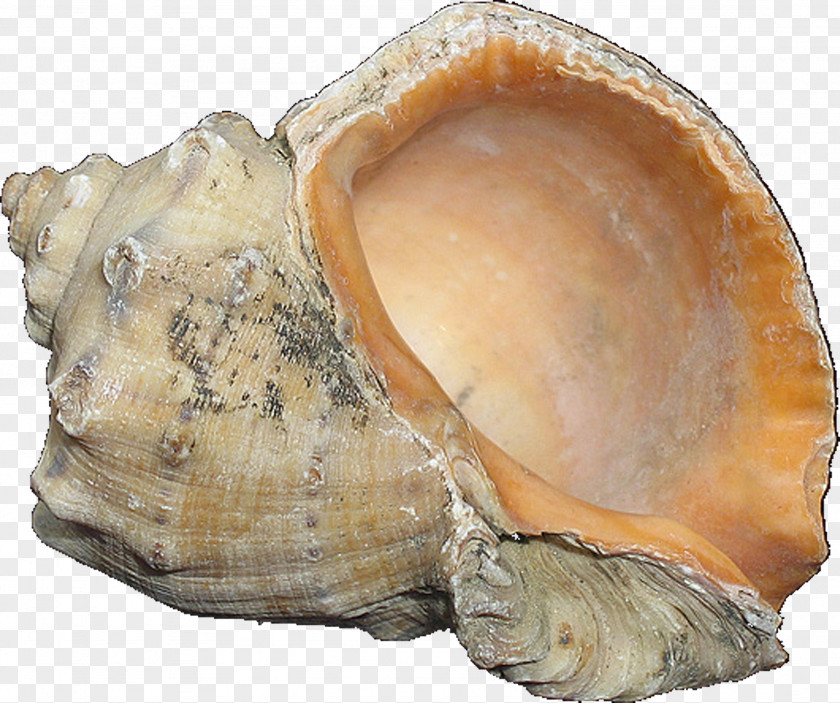 Seashell Clam Cockle Mussel Shankha Oyster PNG