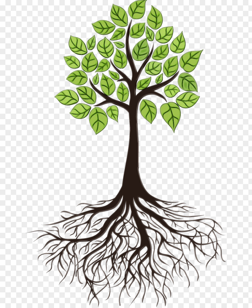 Tree Root PNG
