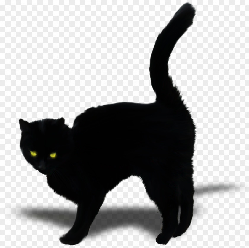 Black Cat Bombay Kitten Domestic Short-haired Whiskers PNG