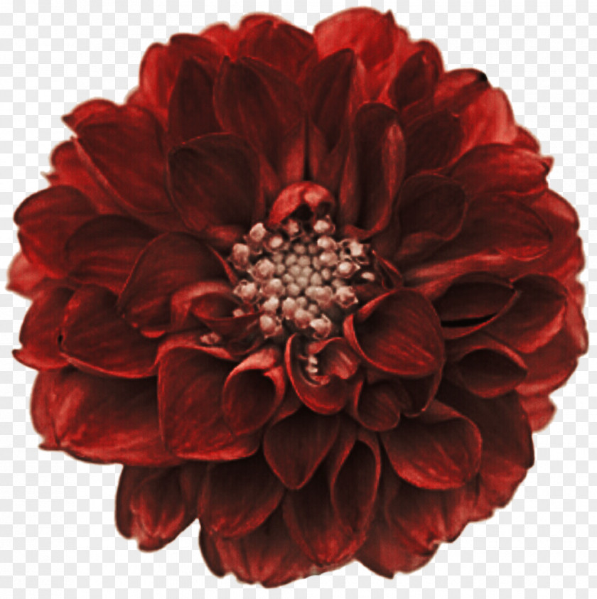 Dahlia Flowers Red Stock Photography Cut Clip Art PNG
