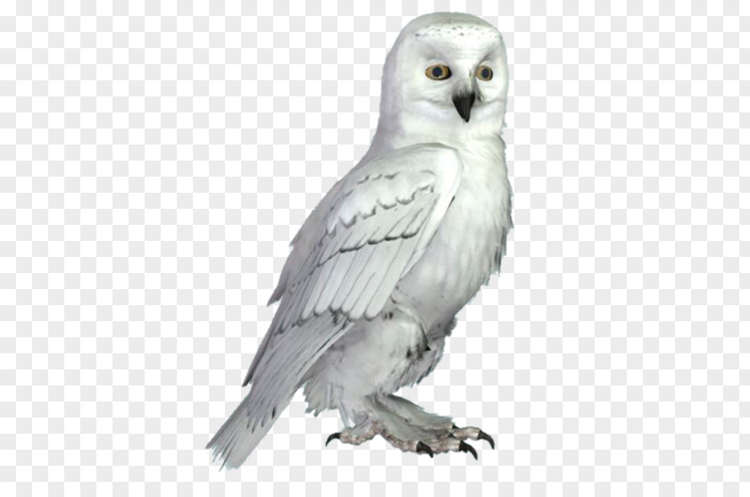 Owl Little Bird Snowy Tawny PNG