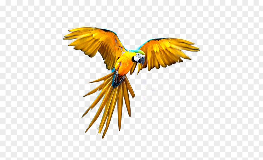 Parrot Budgerigar Flight PNG