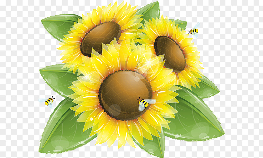 Sunflower Common Vector Graphics Clip Art Illustration Image PNG