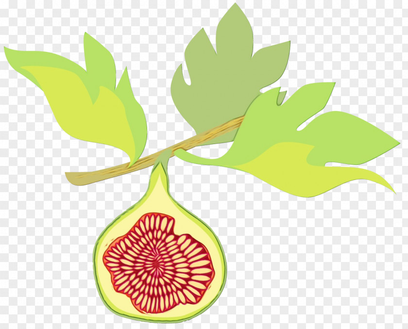 Vegetarian Food Common Fig Tree PNG