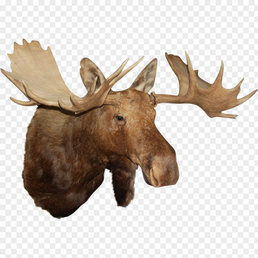 Antler Reindeer Alaska Moose Elk PNG