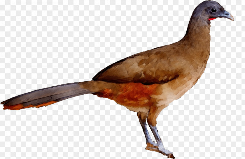Beak Bird PNG