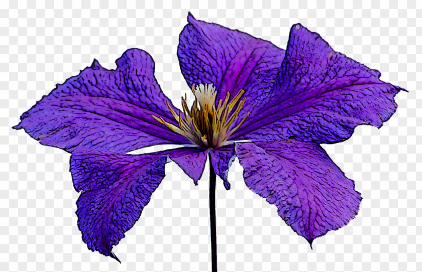 Flower Purple Violet Petal Plant PNG