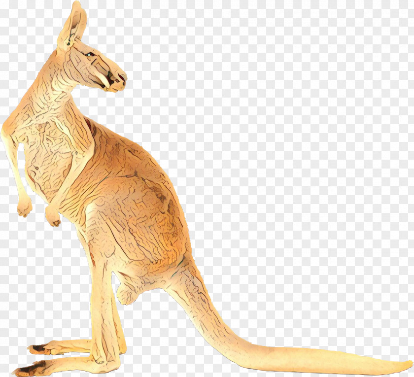 Kangaroo Clip Art Koala Image PNG