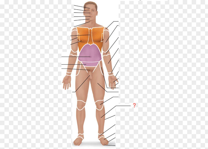 Pollex Human Anatomy Body Anatomical Terminology Last's Anatomy, Regional And Applied PNG