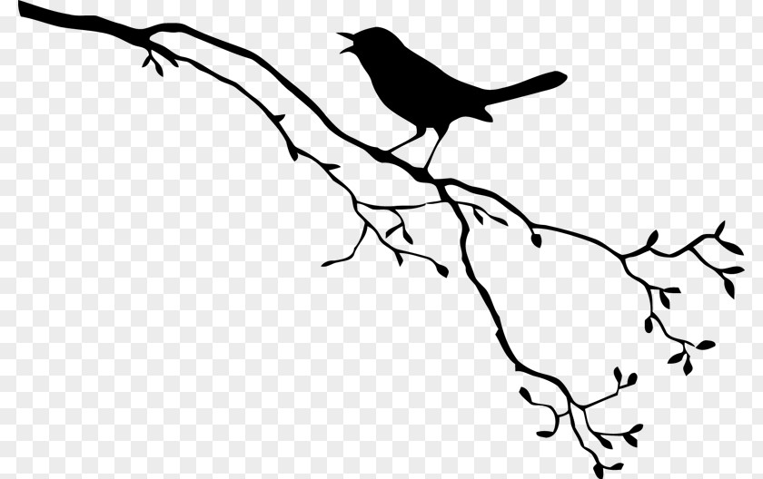 Bird Beak White Branch Black PNG