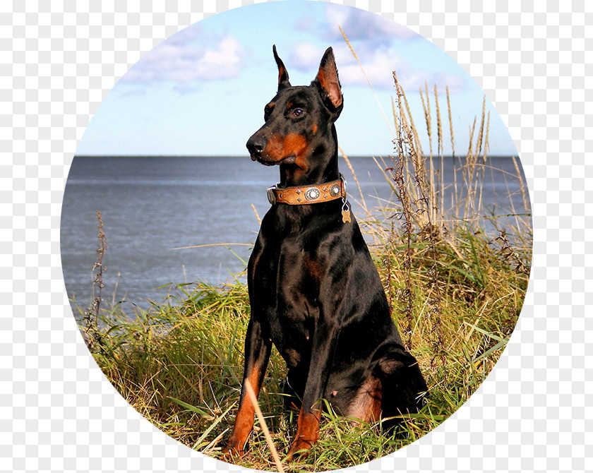 Dobermann Miniature Pinscher Desktop Wallpaper Computer PNG