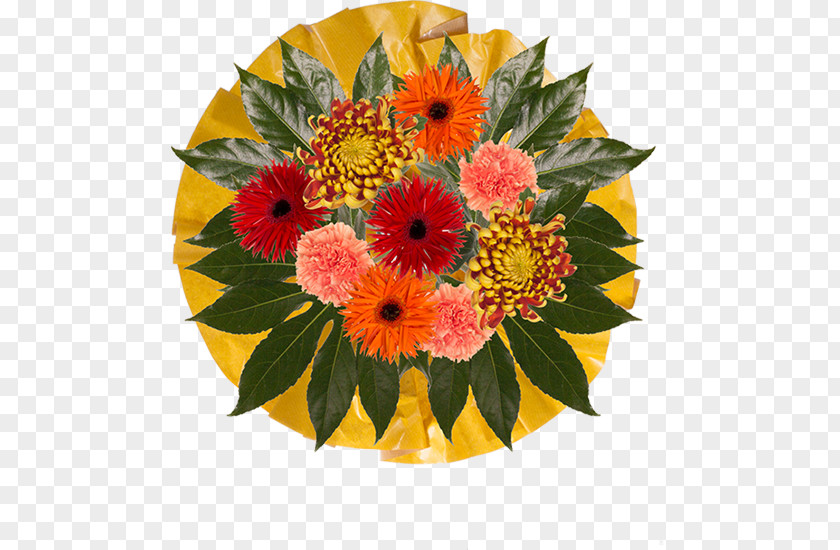 Flower Transvaal Daisy Floral Design Bouquet Cut Flowers PNG