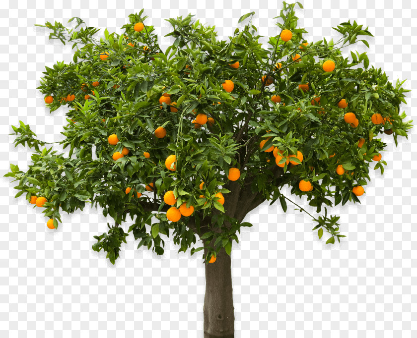 Lantana Food Apple Tree PNG