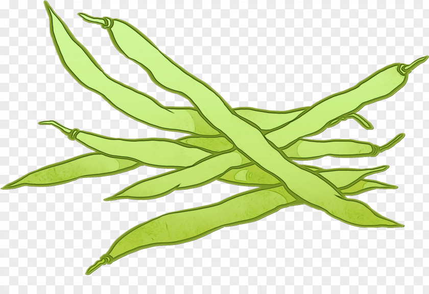 Plant Stem Herbaceous Leaf Flowering Green Bean Flower PNG