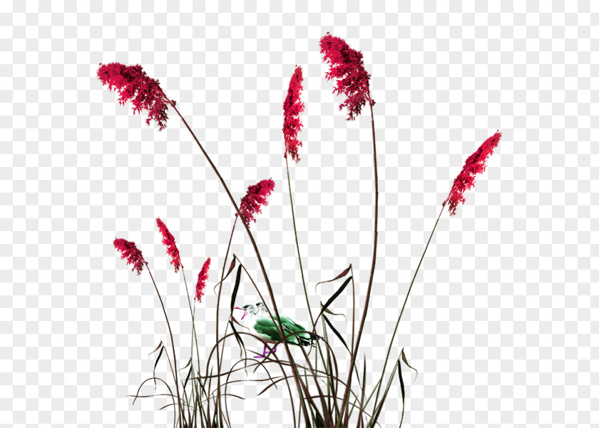 Red Fresh Dog Tail Grass Decoration Pattern Zongzi Common Reed Green PNG