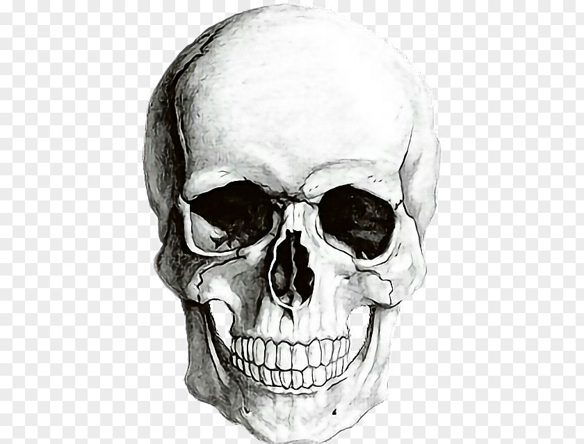 Skull Human Symbolism Skeleton Drawing PNG
