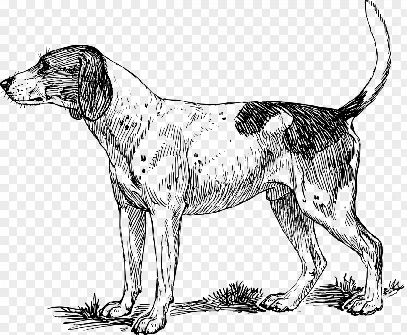 The Dog Illustration Basset Hound Pointer Bloodhound Beagle Puppy PNG