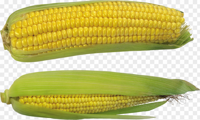 Vegetable Corn On The Cob Maize Sweet Kernel PNG