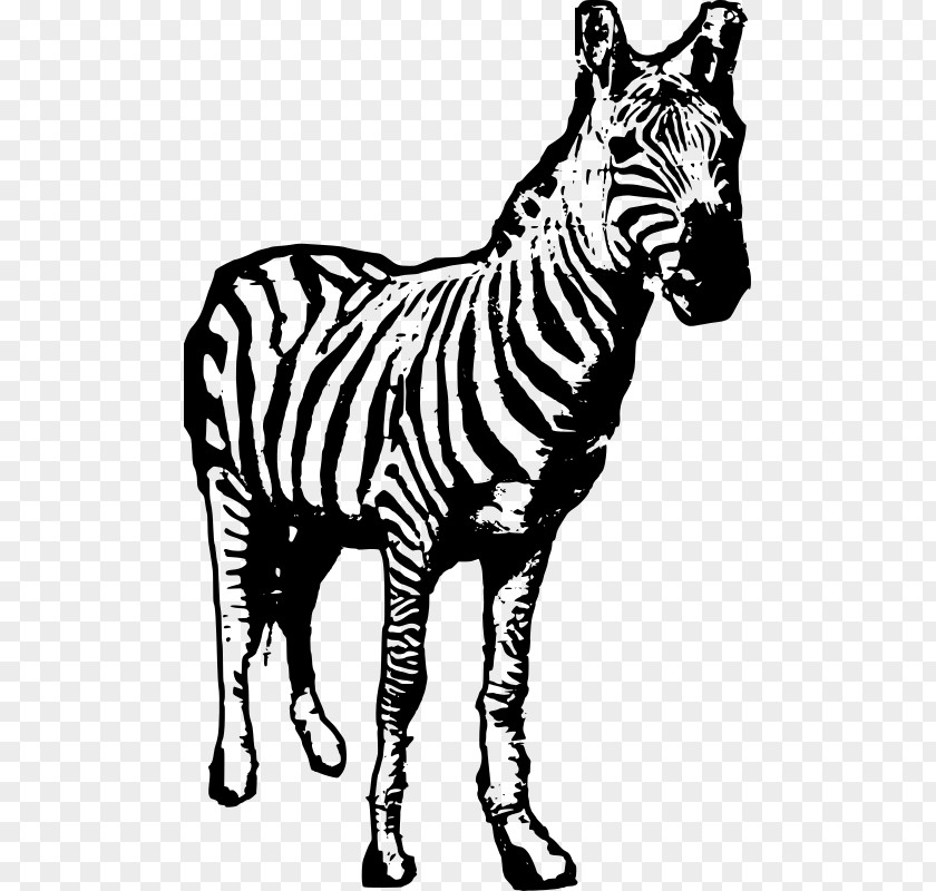 Zebra Photography PNG