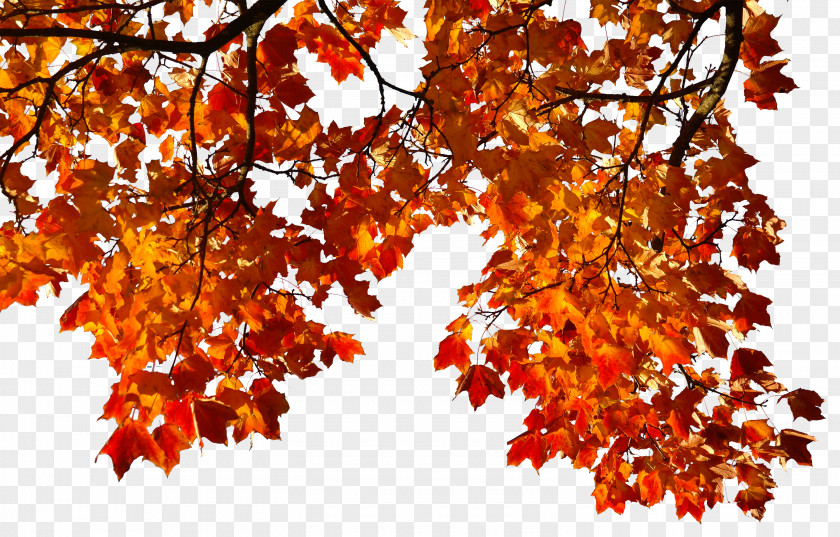 Autumn Leaves Leaf Clip Art PNG